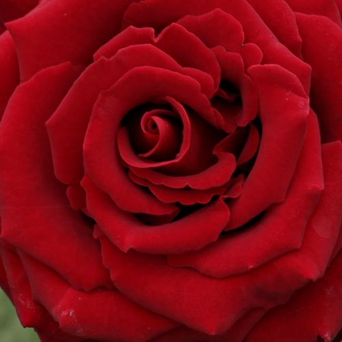 Online rózsa vásárlás - Vörös - teahibrid rózsa - diszkrét illatú rózsa - Rosa Schwarze Madonna™ - Wilhelm II Kordes  & Reimer & Werner Kordes - Sötétvörös, vágásra is alklmas fajta. Csoportosan ültetve nagyon mutatós tud lenni.